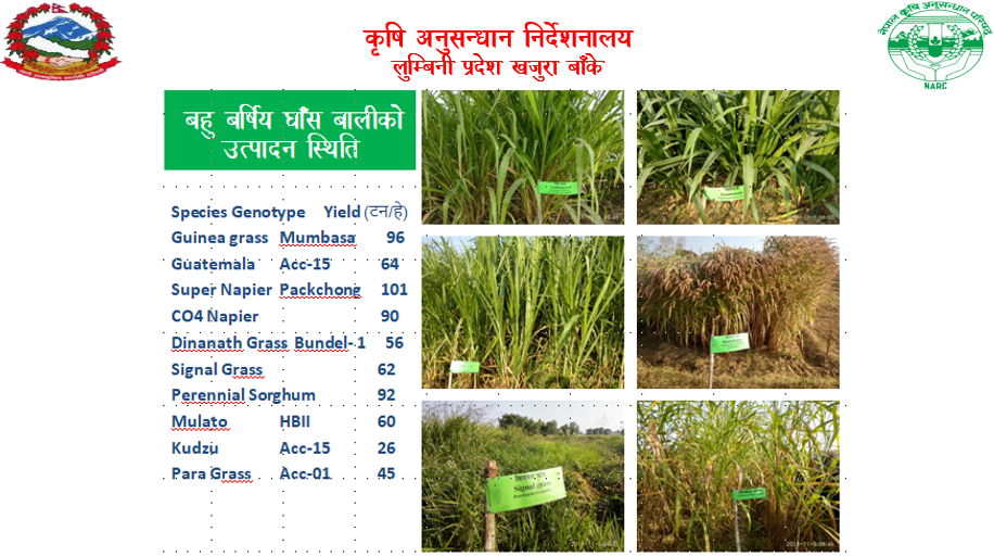 विभिन्न घाँसेबालीको उत्पादकत्त्व