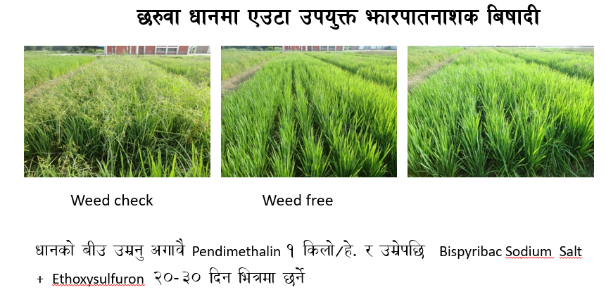 छरुवा धानमा उपयुक्त झारनासक विषादी (वाह्य अनुसन्धान र प्रविधि )