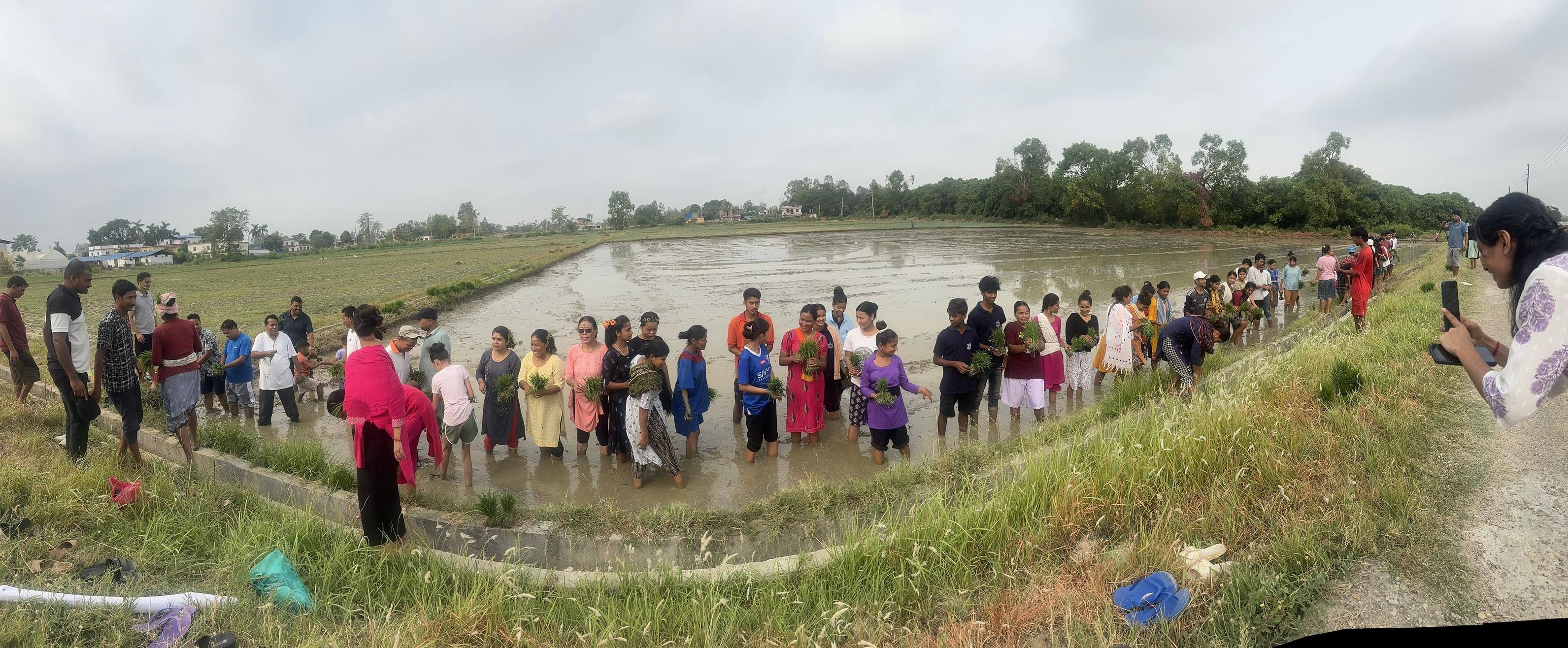 २१ओं धान दिवसको अवसरमा धान रोपाई महोत्सव